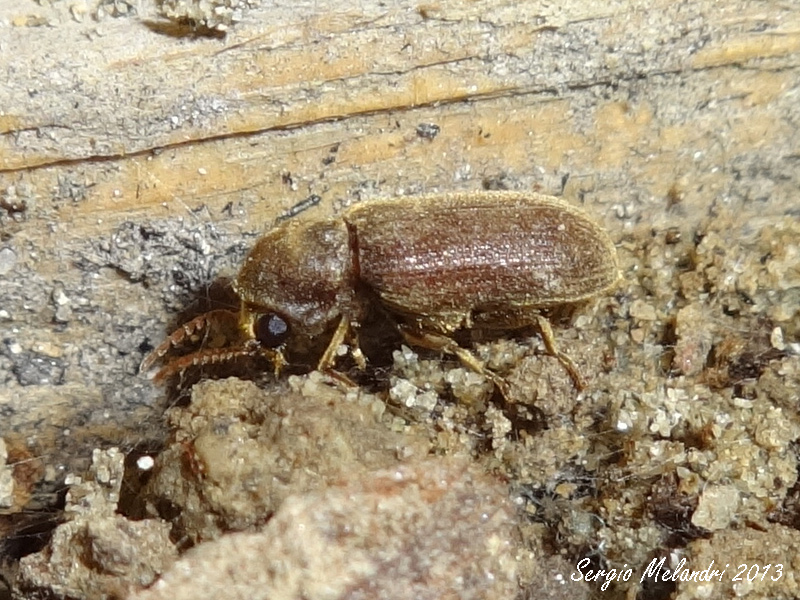 Anobius sp.